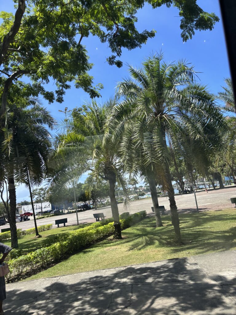 Green scenery with tropical trees and urban area